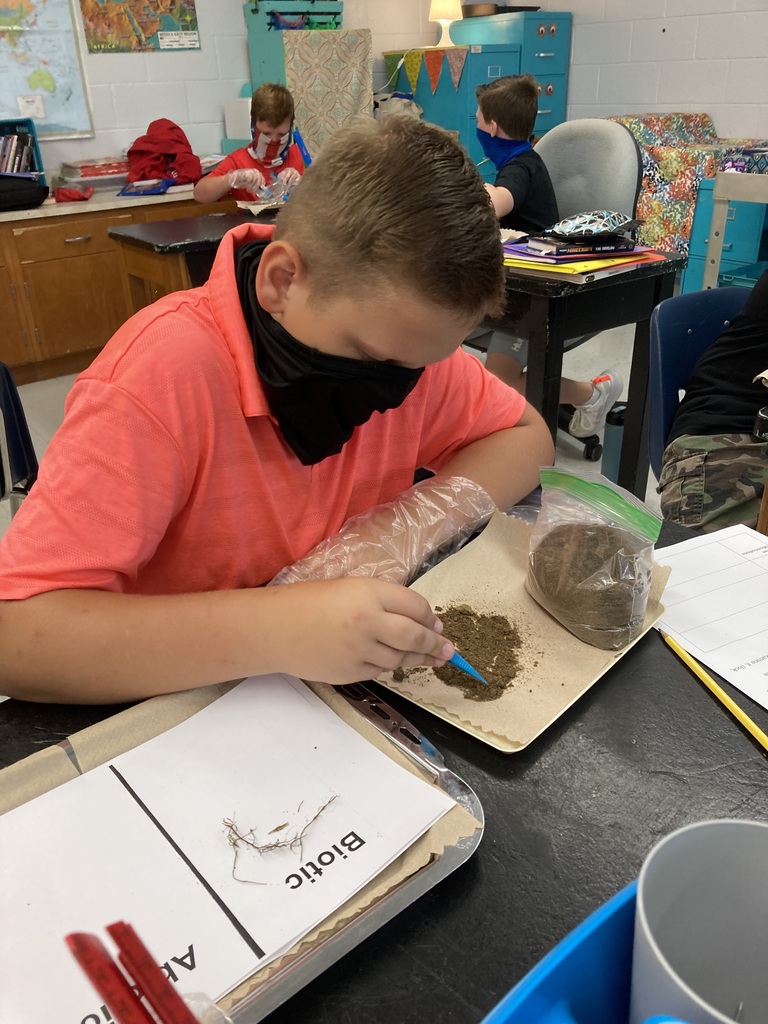 6th grade BES students dig in to science class to sort soil particles to determine whether their soil sample is mostly biotic or mostly abiotic.