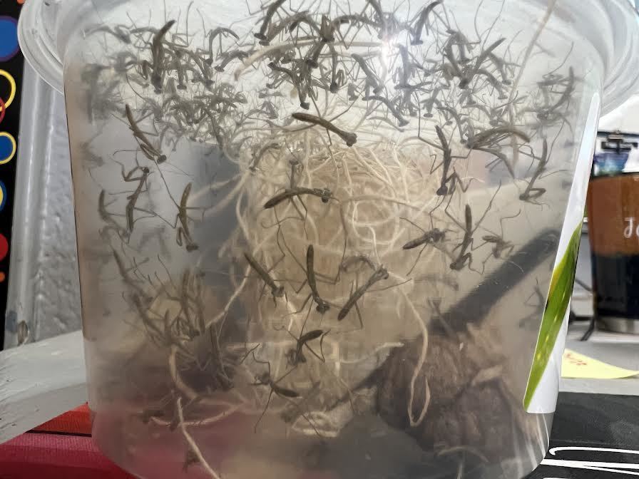BES Kindergarten students learn about the life cycle of a praying mantis!